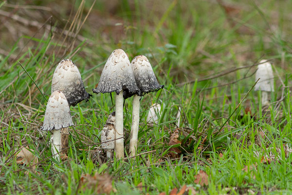 Coprin à odeur de chicorée — Coprinus levisticolens E.Ludw. & P.Roux, 1995, (Sanguinet (33), France, le 18/10/2022)