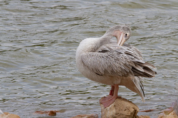 Pélican gris — Pelecanus rufescens Gmelin, 1789, (Réserve Africaine de Sigean (11), France, le 26/09/2024)