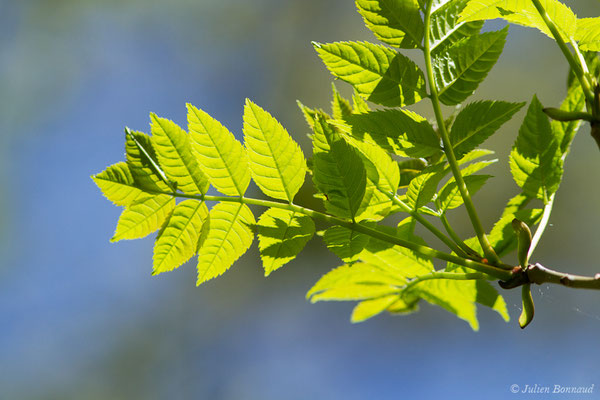 Frêne élevé (Fraxinus excelsior) (Etsaut (64), France, le 06/05/2019)