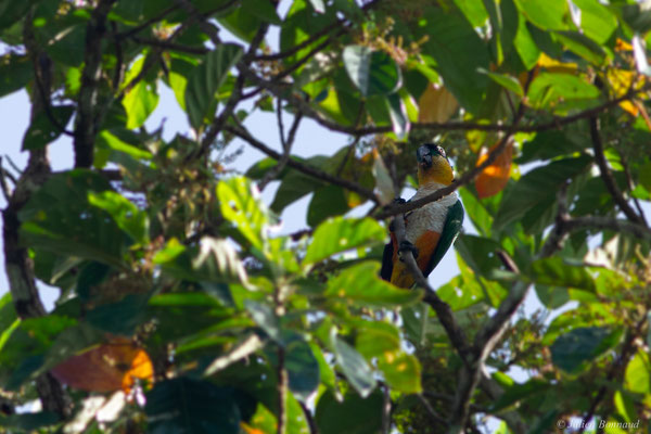 Caïque maïpouri — Pionites melanocephalus (Linnaeus, 1758), (sentier du Rorota, Remire-Montjoly, Guyane, le 23/07/2016)