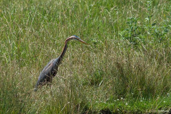 Héron pourpré — Ardea purpurea Linnaeus, 1766, (Saint-Thomas-de-Conac (17), France, le 21/06/2018)