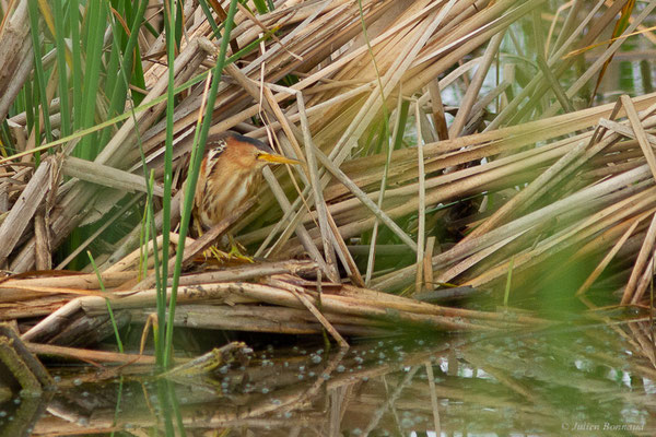 Blongios nain — Ixobrychus minutus (Linnaeus, 1766), (Parc Naturel du Delta de l'Ebre (Catalogne), Espagne, le 07/06/2022)