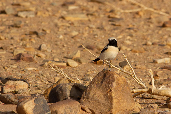 Traquet du désert — Oenanthe deserti (Temminck, 1825), (Parc national d'Iriqui (Souss-Massa-Draâ, Guelmim-Es Semara), Maroc, le 12/02/2023)