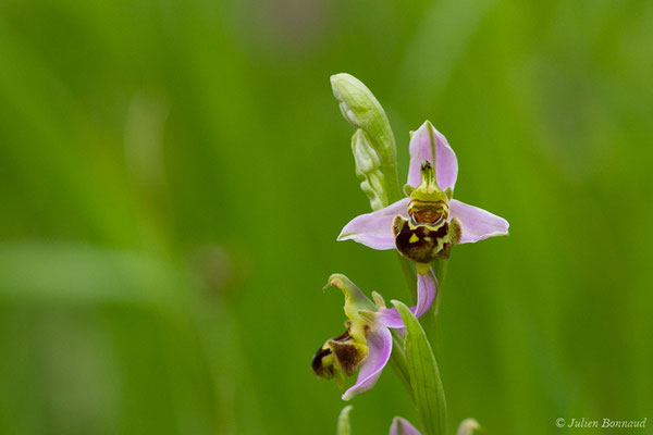 Ophrys abeille — Ophrys apifera Huds., 1762