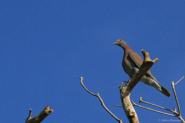 Pigeon rousset — Patagioenas cayennensis (Bonnaterre, 1792)
