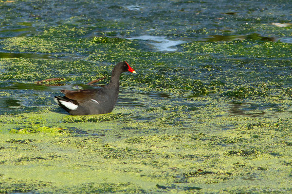 Gallinule d'Amérique — Gallinula galeata (Lichtenstein, 1818)