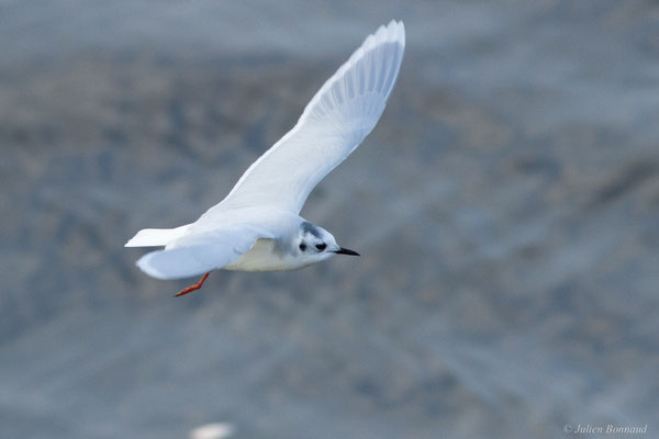 Mouette pygmée — Hydrocoloeus minutus (Pallas, 1776)