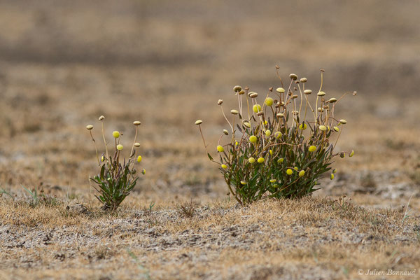 Cotule pied-de-corbeau — Cotula coronopifolia L., 1753