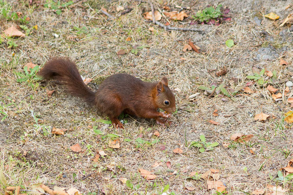 Écureuil roux — Sciurus vulgaris Linnaeus, 1758, (Pau (64), France, le 14/07/2020)