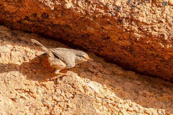 Dromoïque du désert — Scotocerca inquieta Fregin, Haase, Olsson & Alström, 2012, (Tafraoute, (Souss-Massa), Maroc, le 04/02/2023)
