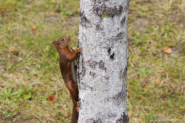 Écureuil roux — Sciurus vulgaris Linnaeus, 1758