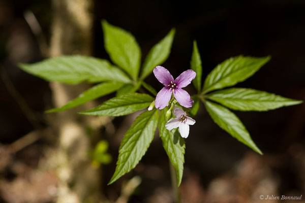 Cresson des bois, Dentaire digitée – Cardamine pentaphyllos (L.) Crantz, 1769, (fort du Portalet, Etsaut (64), France, le 29/03/2021)