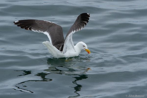 Goéland brun — Larus fuscus Linnaeus, 1758, (Baie de Quiberon, Locmariaquer (56), France, le 09/07/2021)