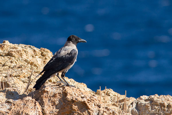 Corneille mantelée — Corvus cornix Linnaeus, 1758, (L'Île-Rousse (2B), France, le 13/09/2019)