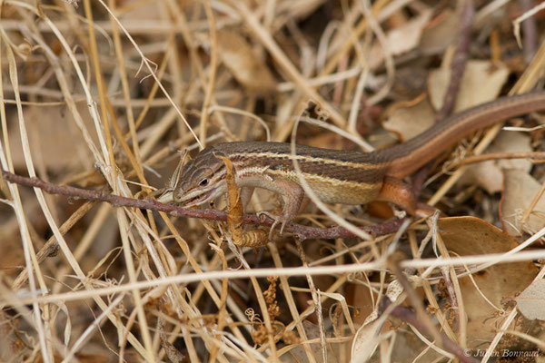 Psammodrome algire — Psammodromus algirus (Linnaeus, 1758), (Nossa Senhora da Tourega (Évora), (Algarve), Portugal, le 05/09/2018)