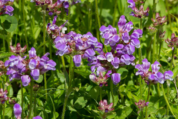 Brunelle à feuilles hastées — Prunella hastifolia Brot., 1804, (Pihourc, Lieoux (31), France, le 21/05/2018)