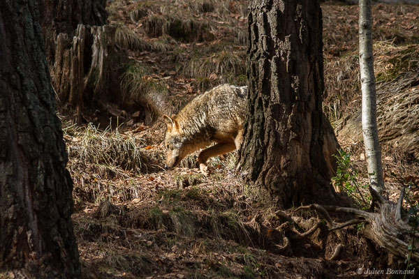 Loup ibérique — Canis lupus signatus (Cabrera 1907), (Parc faunistique Lacuniacha, Huesca, Espagne, le 09/02/2020)