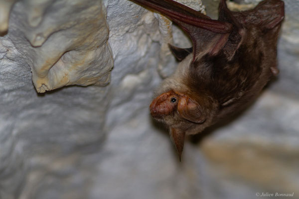 Grand murin — Myotis myotis (Borkhausen, 1797)