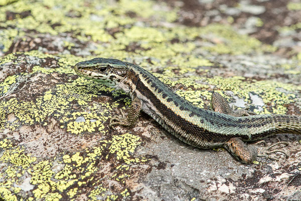 Lézard du Val d'Aran — Iberalacerta aranica (Arribas, 1993), (Lac d'Eychelle, Bethmal (09), le 09/07/2023)