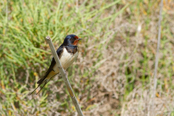 Hirondelle rustique — Hirundo rustica Linnaeus, 1758