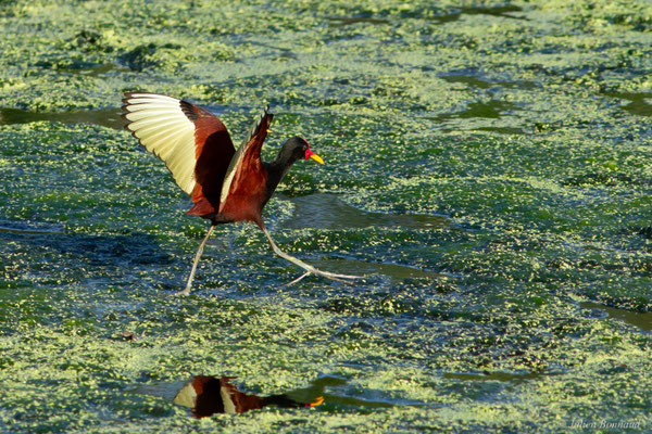Jacana noir — Jacana jacana (Linnaeus, 1766)