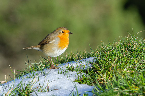 Rougegorge familier — Erithacus rubecula (Linnaeus, 1758), (Station de ski de La Pierre Saint-Martin, Arette, (64), France, le 05/11/2022)