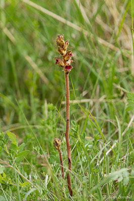 Orobanche grêle — Orobanche gracilis Sm., 1798, (Pihourc, Saint-Godens (31), France, le 16/05/2019)