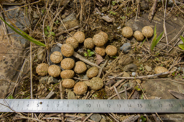 Lièvre d'Europe — Lepus europaeus Pallas, 1778, (laissée) (Adé (65), France, le 01/07/2021)