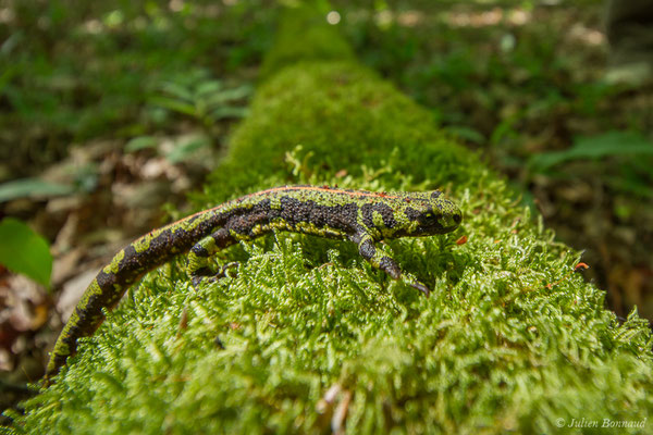 Triton marbré — Triturus marmoratus (Latreille, 1800)
