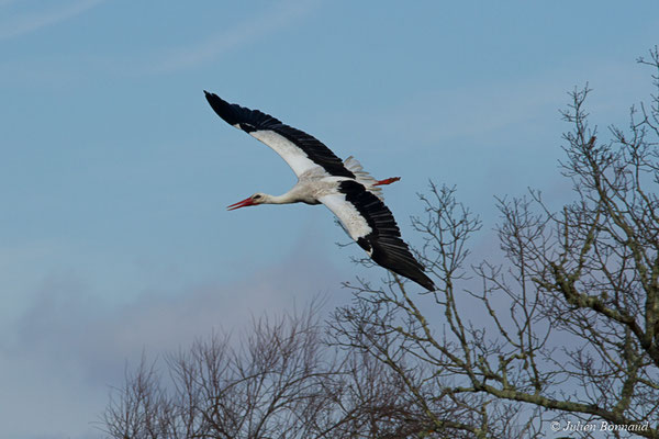 Cigogne blanche — Ciconia ciconia (Linnaeus, 1758), (adulte) (réserve ornithologique du Teich (33), France, le 24/01/2018)
