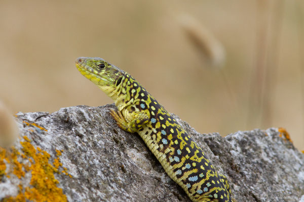 Lézard ocellé — Timon lepidus (Daudin, 1802), (femelle adulte), (Tarnos (64), France), le 05/06/2025)