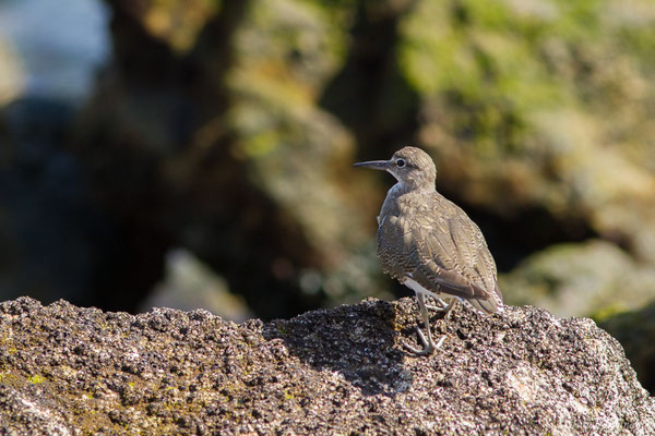 Chevalier guignette — Actitis hypoleucos (Linnaeus, 1758), (Sagres (Vila do Bispo), (Algarve), Portugal, le 31/08/2018)