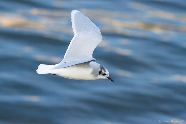 Mouette pygmée — Hydrocoloeus minutus (Pallas, 1776), (Capbreton (40), France, le 02/12/2022)