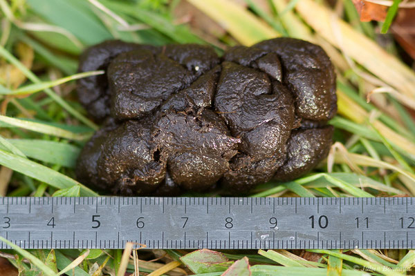 Sanglier — Sus scrofa Linnaeus, 1758, (Arengosse (40), France, le 20/01/2021)