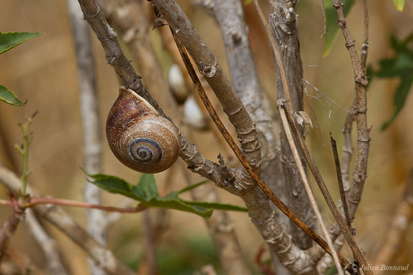 Otala de Catalogne — Otala punctata (O.F. Müller, 1774)