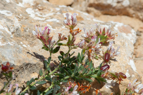 Pied de Coq — Lotus hirsutus L., 1753