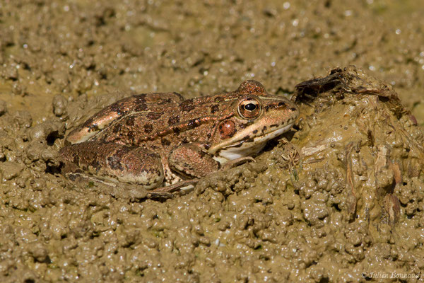 Grenouille de Pérez — Pelophylax perezi (Seoane, 1885), (Sagres (Vila do Bispo), (Algarve), Portugal, le 03/09/2018)