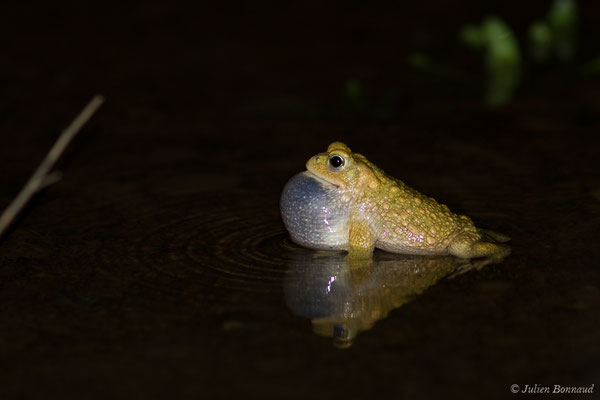Crapaud calamite — Epidalea calamita (Laurenti, 1768)