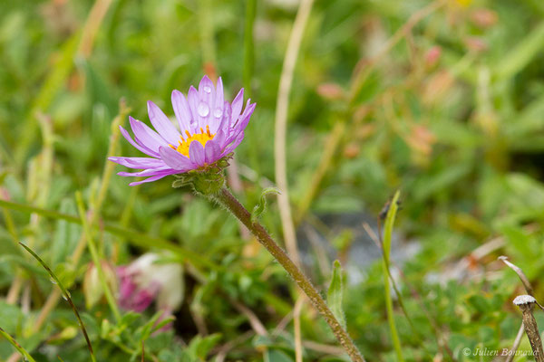 Aster des Alpes — Aster alpinus L., 1753, (Station de ski de Gourette, Eaux Bonnes (65), France, le 15/06/2020)