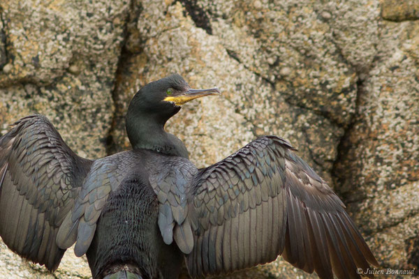 Cormoran huppé — Phalacrocorax aristotelis (Linnaeus, 1761), (Réserve naturelle nationale des Sept-Îles, Perros-Guirec (22), France, le 05/07/2021)