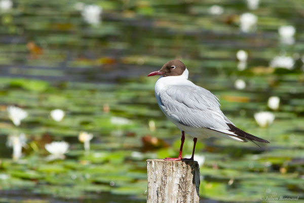 Mouette rieuse — Chroicocephalus ridibundus (Linnaeus, 1766)