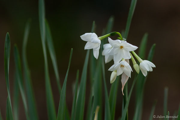 Narcisse douteux — Narcissus dubius Gouan, 1773, (Bois de Courbebaisse, Le Pradet (83), France, le 01/02/2021)