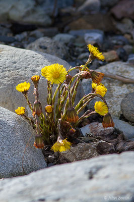 Tussilage — Tussilago farfara L., 1753, (Cauterets (65), France, le 30/03/2018)