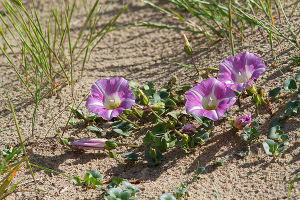 Liseron des dunes — Convolvulus soldanella L., 1753