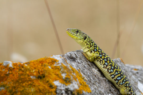 Lézard ocellé — Timon lepidus (Daudin, 1802)
