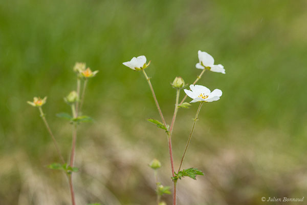 Potentille des rochers — Drymocallis rupestris (L.) Soják, 1989, (Station de ski de Gourette, Eaux Bonnes (65), France, le 15/06/2020)