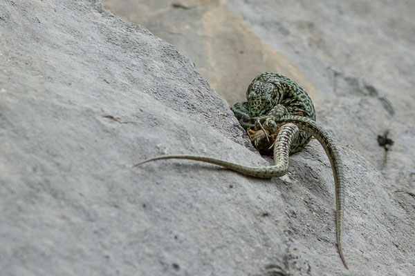 Lézard catalan — Podarcis liolepis (Boulenger, 1905)
