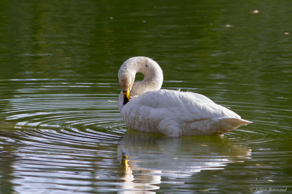 Cygne chanteur — Cygnus cygnus (Linnaeus, 1758), (Parc écologique de Plaiaundi, Irun (Pays basque), Espagne, le 11/11/2025)