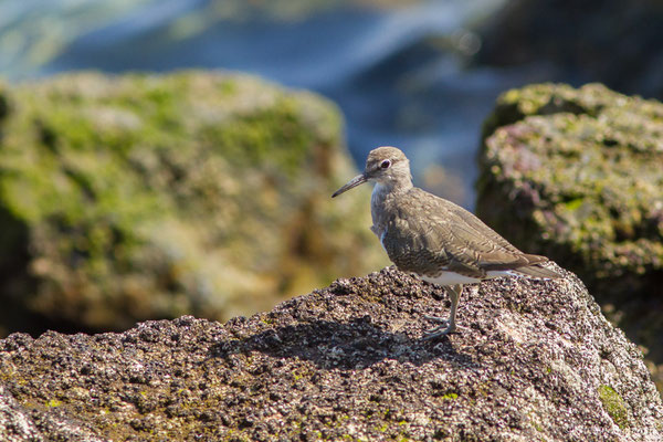 Chevalier guignette — Actitis hypoleucos (Linnaeus, 1758)