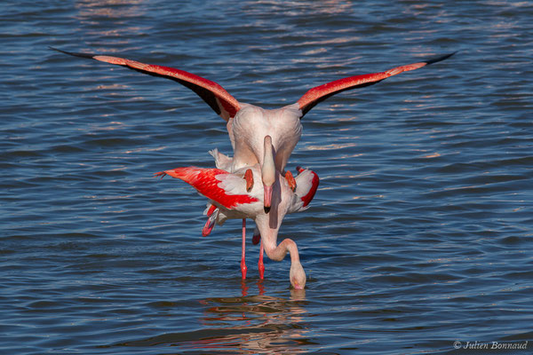 Flamant rose – Phoenicopterus roseus Pallas, 1811, (Parc ornithologique de Pont de Gau (13), France, le 20/02/2020)